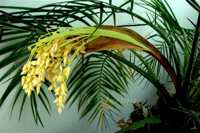  Male Inflorescence with prophyll